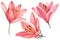 Elegant lilies, pink flowers set on isolated white background, watercolor illustration, collection, greeting cards