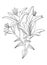 Elegant lily illustrations. Botanical line art drawings of summer flowers. Hand-drawn garden lily branch set. Florals for a