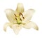 Elegant lily isolated on a white background. Beautiful head flower