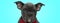 Elegant little american bully puppy dog wearing red bowtie