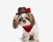 elegant little shih tzu puppy wearing hat and red bandana and sitting