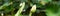 Elegant lotus buds or Nelumbo over green background, panoramic view