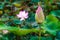 Elegant Lotus Flower Beautifully Grow in a Natural Tropical Tran