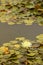 An elegant lotus flower pond