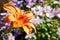 Elegant lush orange lily on the blurred garden background