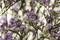 Elegant macro closeup of Limonium flower also known as sea-lavender, statice, caspia or marsh-rosemary.