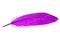 Elegant magenta purple feather isolated on the white background