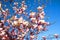 Elegant magnolia flowers