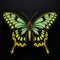Elegant Majesty: Queen Alexandra\\\'s Birdwing Butterfly