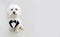 Elegant maltese dog celebrating valentine`s day or birthday wearing a tuxedo. Isolated on gray background