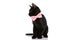 Elegant metis black kitten wearing pink bowtie and looking to side