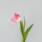 Elegant minimalist tulip flower on gray background. Spring floral greeting card template