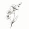 Elegant Monochrome Orchid Sketch: Linear Simplicity And Delicate Sculptures