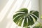 Elegant Monstera Plant in Home