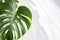 Elegant Monstera Plant in Home