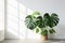 Elegant Monstera Plant in Home