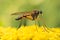 Elegant mosquito posing on some yellow flowers