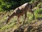 Elegant mule deer grazes in a grassy summer meadow