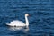 Elegant Mute Swan in blue water