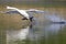 An elegant mute swan Cygnus olor landing in highspeed in a lake in the city Berlin Germany.