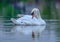 An elegant mute swan in sunset