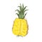 Elegant natural drawing of cut fresh juicy pineapple isolated on white background. Tasty organic sweet exotic tropical