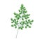 Elegant natural drawing of Miracle Tree or Moringa oleifera. Tropical exotic wild herbaceous plant used in herbalism