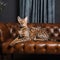 Elegant Ocicat on Sleek Leather Sofa