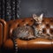 Elegant Ocicat on Sleek Leather Sofa