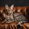 Elegant Ocicat on Sleek Leather Sofa