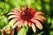 Elegant orange butterfly sitting on the red blossom rudbeckia flower