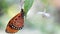 elegant orange monarch butterfly resting on a leaf next to a white flower. macro photography of this gracious Lepidoptera