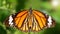 elegant orange monarch butterfly resting on a leaf wings wide open. macro photography of this gracious and fragile Lepidoptera 