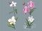 Elegant Orchid - Graceful Floral Illustration