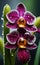 Elegant Orchids: Close-Up with Dewdrops