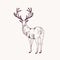 Elegant outline drawing of male deer or stag looking back. Gorgeous forest animal with antlers hand drawn with contour