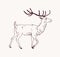 Elegant outline drawing of walking male deer, reindeer or stag with beautiful antlers. Gorgeous forest animal drawn with
