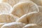 Elegant Oyster Mushroom Patterns in Close-Up. Generative ai