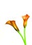 Elegant pair of blooming orange calla lilies on white background
