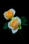 Elegant pair of champagne or peach color roses on dark background