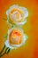 Elegant pair of champagne or peach color roses on dark background