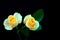 Elegant pair of peach roses on black background