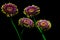 Elegant pairs of dual color gerber daisy flowers on black background