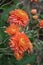 Elegant pale coral-gold chrysanthemums sway on fine stems above an autumn garden garden