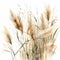 Elegant Pampas Grass Watercolor on White Background for Wedding Invitations.