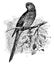 Elegant Parrot, vintage illustration