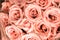 Elegant Pastel Delight: Close-Up of a Pink Rose Flower Bouquet with a Soft Pink Petal Rose Best Pastels Tones Background