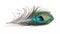 Elegant peacock feather with vibrant blue and green hues isolated on a white background