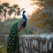 Elegant peacock poised gracefully on a picturesque stone fence