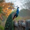 Elegant peacock poised gracefully on a picturesque stone fence